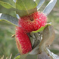 Eucalyptus macrocarpa