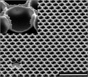tiny, tightly packed cells of the honeycomb-like structure