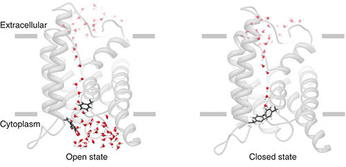 two views of a single unit of the aquaporin-0 channel