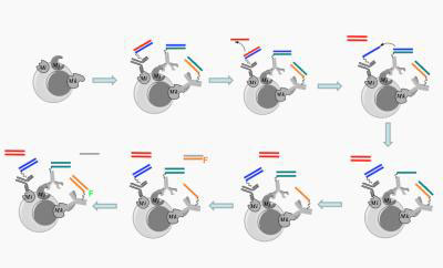 DNA Nanorobots Find and Tag Cellular Targets