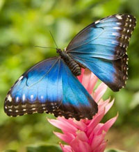 butterfly