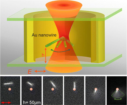 optical trapping of gold nanowire