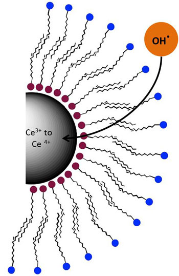 Oleylamine (red dots) and oleac acid (blue) layers serve to protect a cerium oxide nanosphere