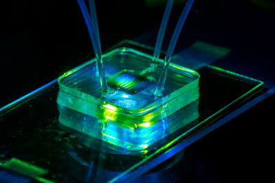 Microfluidic Bioreactor with a Nanoporous Silicon Membrane