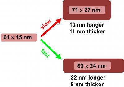 Controlling the Dimensions of Gold Nanorods