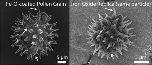 magnetic replicas of sunflower pollen grain