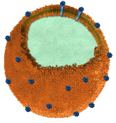 Nanosponge