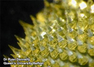 Close up of fluid-swollen needles on a microneedle patch.