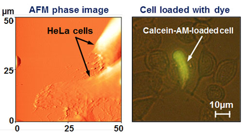 Atomic force microscope (AFM) phase images of HeLa cells