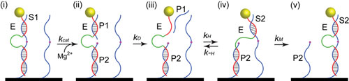 walking mechanism of a new type of DNA motor