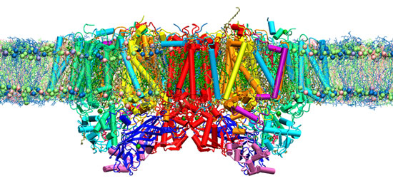 Computational simulations of photosystem II inside a realistic, water-containing membrane