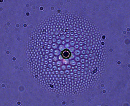 liquid crystal flower pattern