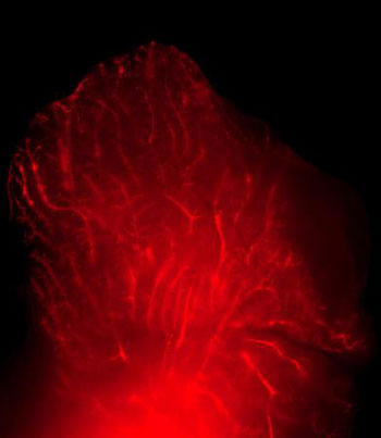 Duct Delivery with nanoparticles