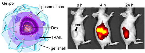 Image shows the structure of the nanoparticle (right), and how the nanoparticles home in on a tumor and shrink it (left)