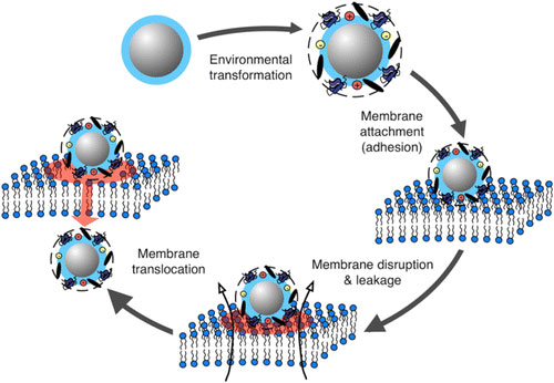 interactions between nanoparticles and cell membranes