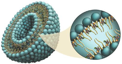 Schematic representation of a liposome with latanoprost incorporated in the bilayers