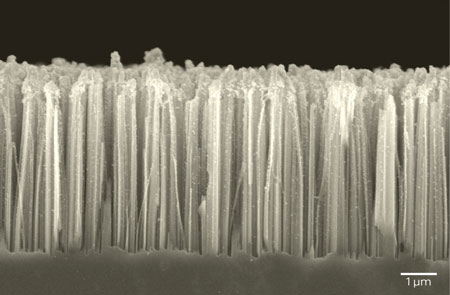 Scanning electron microscopy image of a nanowire–nanoparticle catalyst