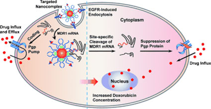 Overcoming multidrug resistance in cancer cells by silencing genes with RNA