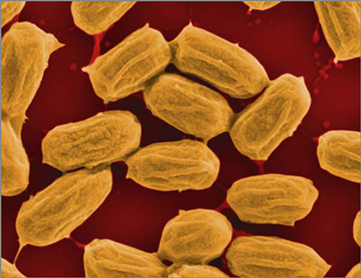 spores