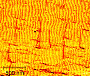  Auf einer nanostrukturierten Siliziumoberfläche richten sich DNA-Nanoröhrchen aus