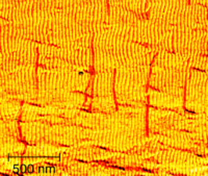 Auf einer nanostrukturierten Siliziumoberfläche richten sich DNA-Nanoröhrchen aus