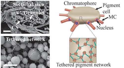 Chromatophore structure