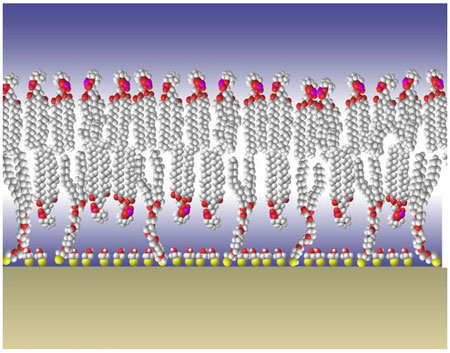 thethered membrane