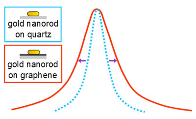 The plasmon resonance of gold nanorods on graphene is broadened compared with gold nanorods on quartz
