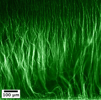 little forests at the microscal