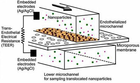 Blood Cells On A Microchip