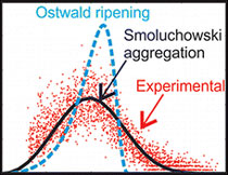 Smoluchowski model quantitatively captures the mean growth rate and particle size distribution of a silver nanoparticle