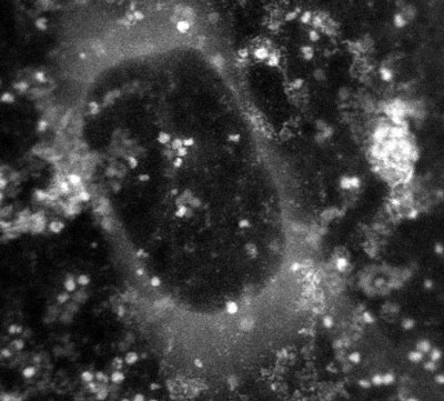 water vapor trapped within the graphene capsule