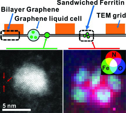 Atomic and electronic structures of hydrated ferritin are characterized using electron microscopy and spectroscopy through encapsulation in single layer graphene