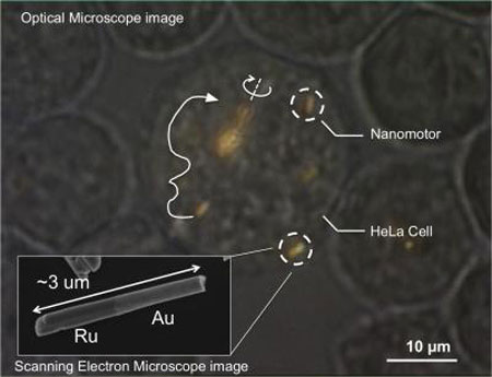 Nanomotors Are Controlled Inside Living Cells