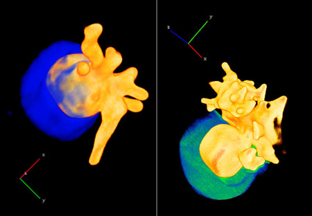 Two examples of nanostars with one silicon oxide face (bluish) and another with golden branches (yellow)