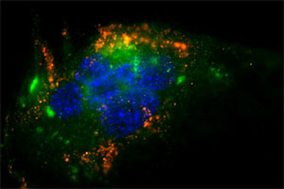 Immunofluorescence image shows nanoparticles targeted to endothelial cells