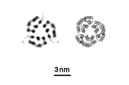 X-ray free-electron lasers can create images (left) that accurately reflect the known structure proteins determined by conventional methods