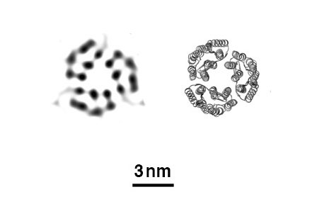 X-ray free-electron lasers can create images (left) that accurately reflect the known structure proteins determined by conventional methods