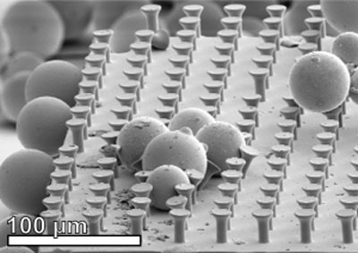 Glass spheres among microhairs that are mushroom-shaped to improve adhesive force