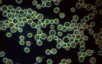 green alga Chlamydomonas reinhardtii