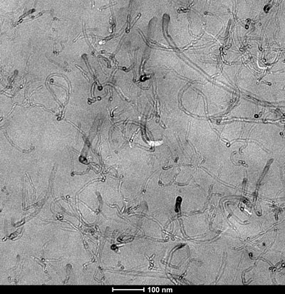 Electron transmission micrographof thenanocompositepoly(ether imide)-poly(butylene terephthalate)/carbon nanotubes with 3% of nanotubes