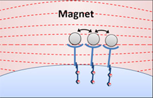 Applying a magnetic field caused the nano-aAPCs—and their receptors—to cluster together, leading to T cell stimulation