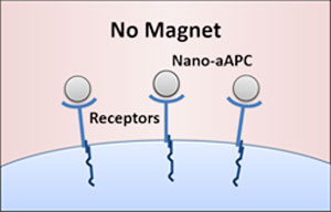 anoscale artificial antigen presenting cells (nano-aAPCs) bound to receptors on the T cell surface