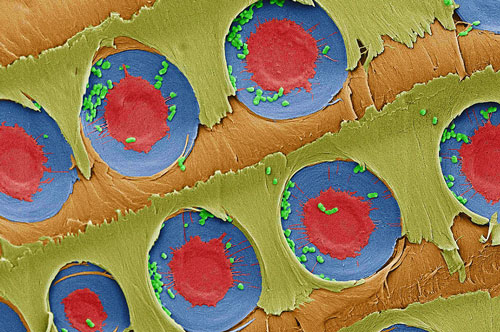 A false-color electron microscope image showing <em>E. coli</em> bacteria (green) trapped over xylem pit membranes (red and blue)