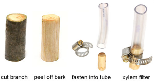 buiding a water filter from tree wood