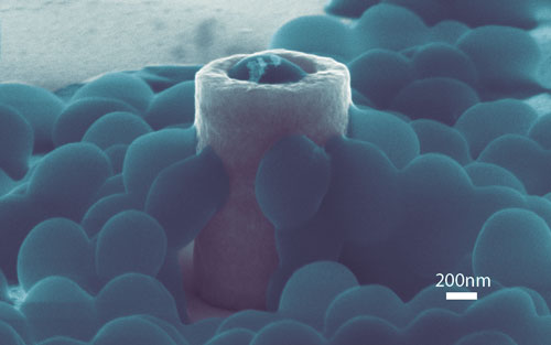 This scanning electron microscopy image reveals how Staphylococcus Aureus cells physically interact with a nanostructure
