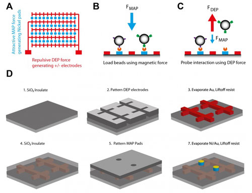 Biomolecular Tweezers