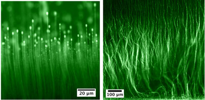 Optical microscopy image of self-assembled epoxy polymer fibers in a 