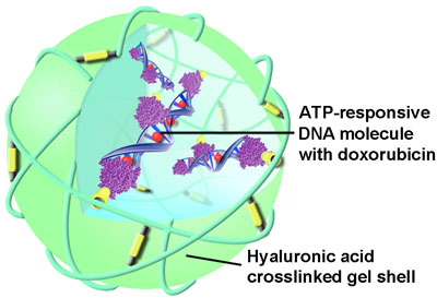 nanoparticles are packed with DNA molecules that are embedded with an anti-cancer drug called doxorubicin