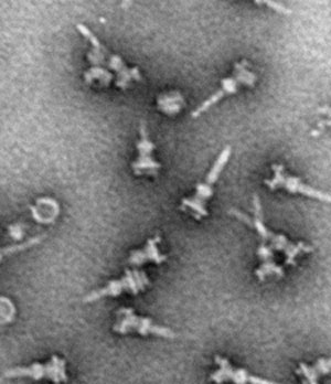 nanoinjectors from Salmonella